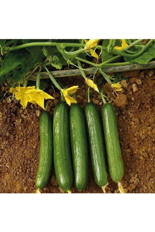 150 Adet Tohum Nadir Organik Bahçe Sırık Badem Salatalık Tohumu Kaliteli Köy Yeni Sezon Tohum ürün görseli 1