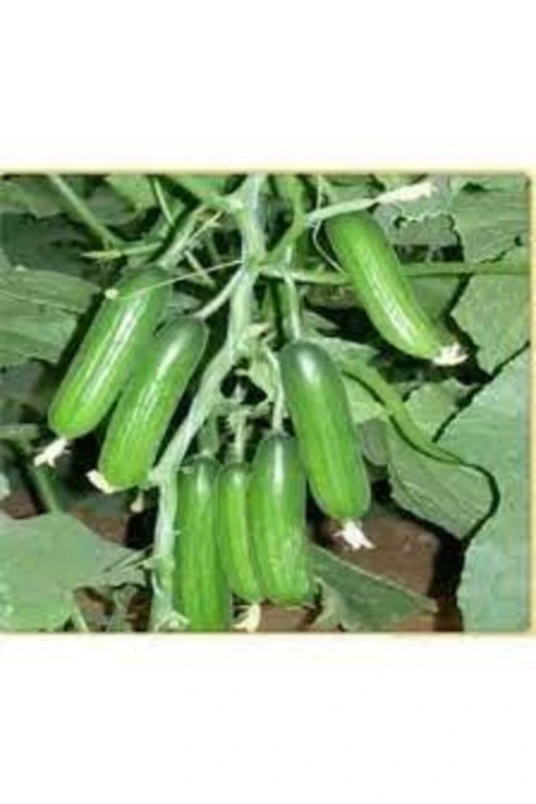 100 Adet Tohum Nadir Silor Parmak Salatalık Organik Hediye Tohumla Gönderilir ürün görseli 1