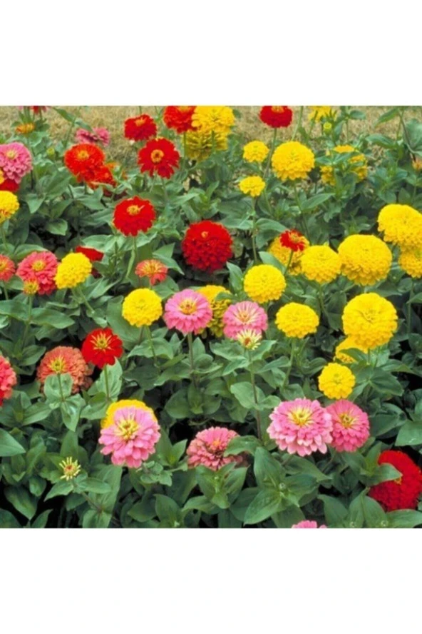 100 Adet Tohum Nadir Karışık Zinna Çiçeği Tohumları Organik Taze Tohum Hediye Tohumlu ürün görseli 1
