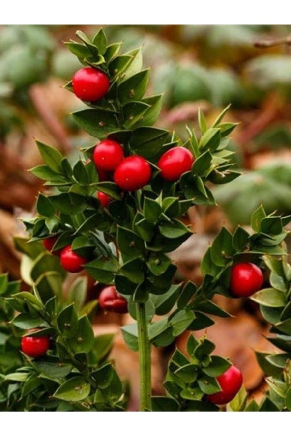 10 Adet Tohm Nadir Tavşan Memesi Tavşanmemesi Bitki Ağaç Tohumu Saksı Toprak Hediyemiz ürün görseli 1