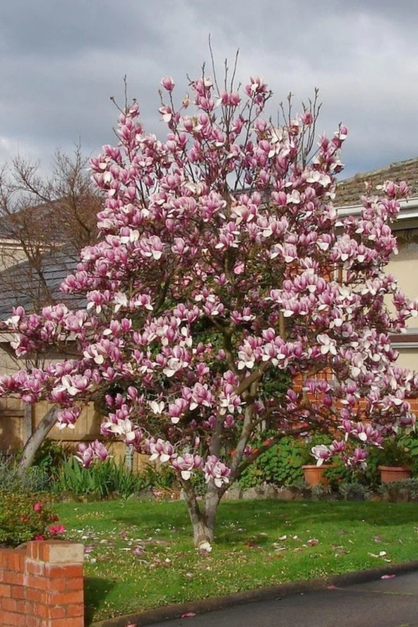 5 Adet Tohum Nadir Manolya Bahçe Ağaç Tohumu Saksı Toprak Hediyemizdir ürün görseli 1