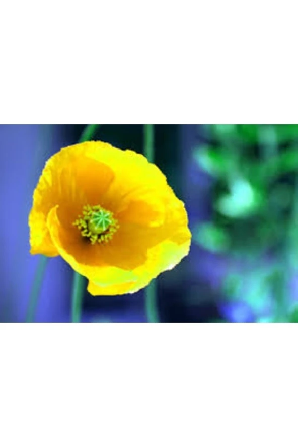 250 Adet Tohum Nadir Sarı Kır Bahçe Gelincik Çiçeği Tohumu Saksı Toprak Hediye ürün görseli 1