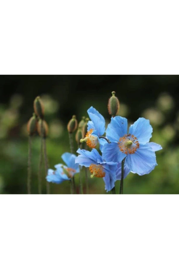 100 Adet Tohum Nadir Mavi Gelincik Çiçeği Tohumu Organik Kır Gelincik Çiçeği Saksı Toprak Hediyemiz ürün görseli 1