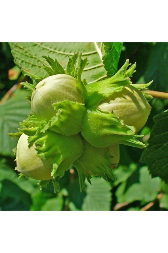 5 Adet Tohum Nadir Fındık Ağacı Tohumu Organik Bahçe Karadeniz Fındık Ağaç Tohumları ürün görseli 1