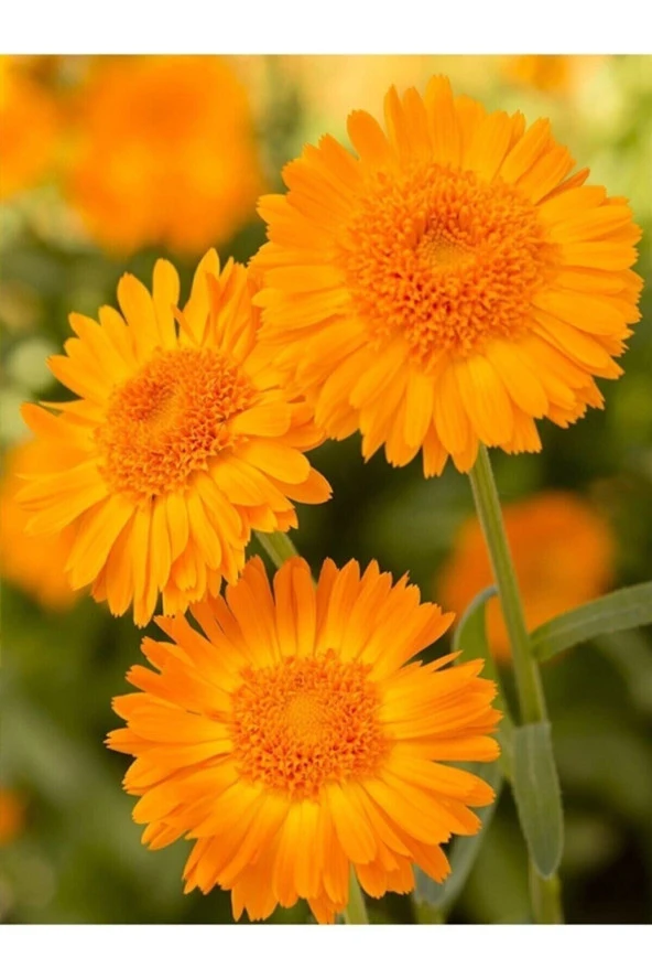 50 Adet Tohum Nadir Organik Portakal Nergisi Çiçek Tohumu Nergiz Çiçeği Tohumu Yeni Sezon Tohumlar ürün görseli 1