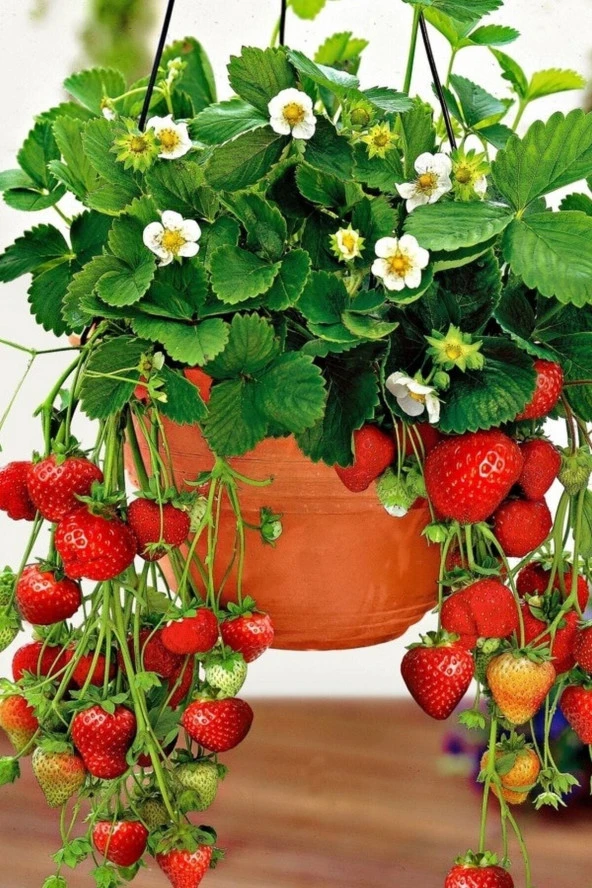 200 Adet Tohum Taze Organik Çilek Tohum Bahçe Kırmızı Lezzetli Köy Çileği Tohumu Saksılık Çilekler ürün görseli 1