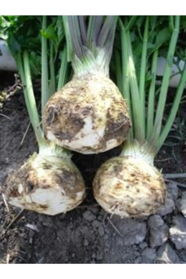 100 Adet Tohum Organik Bahçe Beyaz Kereviz Tohumu Taze Kereviz Hediye Tohumlu ürün görseli 1