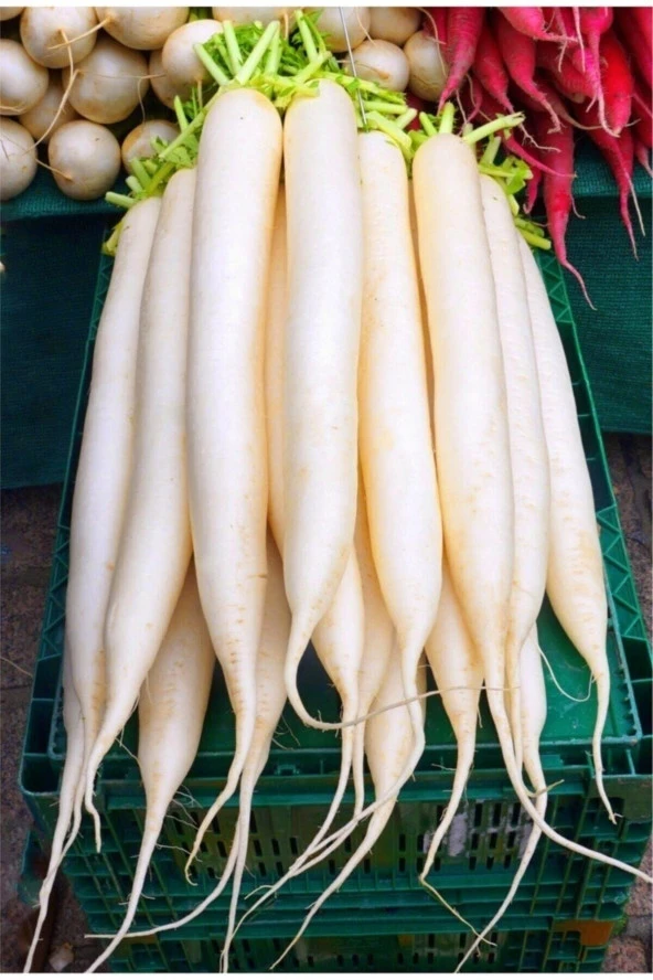 30 Adet Tohum Organik Uzun Çin Turp Tohumu Orjinal Uzun Beyaz Turp Tohum ürün görseli 1