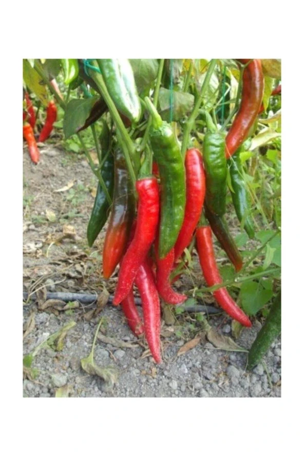 25 Adet Tohum Organik Bahçe Yeşil Kırmızı Acı Samandağ Biberi Tohumu Hediye Tohumlu ürün görseli 1
