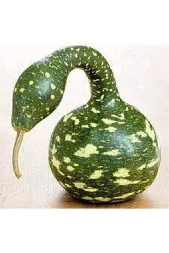 20 Adet Tohum Organik Eğri Kuğu Su Kabağı Tohumu Taze Kuğu Süs Su Kabak Tohumu ürün görseli 1