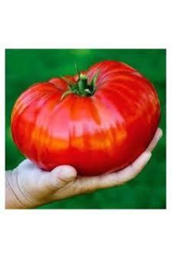 100 Adet Tohum Organik Iri Boy Holanda Domates Tohumu Oturak Tabak Domates Saksı Toprak Hediye ürün görseli 1