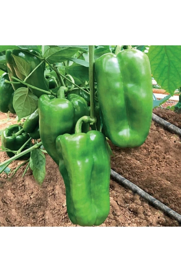 100 Adet Tohum Acı Yeşil Dolmalık Köy Biberi Tohumu Organik Bahçe Dolma Biber Tohumu Hediye Tohumlu ürün görseli 1