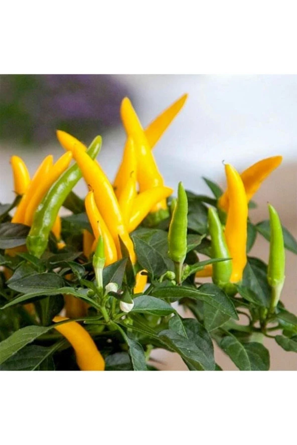 50 Adet Tohum Yediveren Sarı Acı Süs Biberi Tohumu Organik Bahçe Cin Biberi Tohumu Sürpriz Hediyeli ürün görseli 1