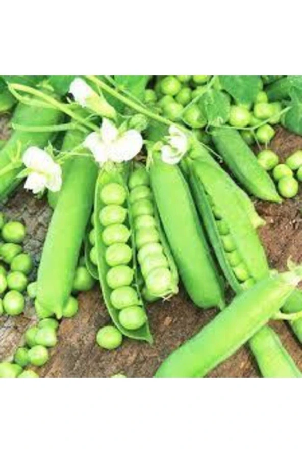 150 Adet Tohum Organik Orjinal Geleneksel Bezelye Tohumu Saksı Toprak Hediyemizdir ürün görseli 1