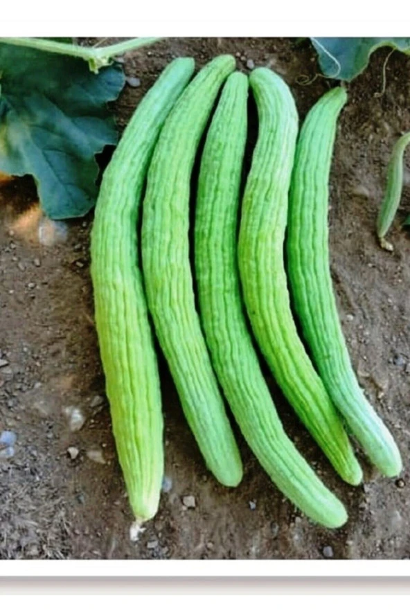 25 Adet Organik Acur Tohumu Acur Salatalık Sürpriz Hediye Sebze Tohumludur