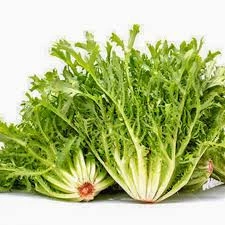 1000 Adet Tohum Nadir Hindiba Hindibağ Tohumu Hindi Bağı Tohumu Sürpriz Hediye Tohumlu - 3