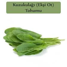 500 Adet Tohum Kuzukulağı Kuzu Kulağı Tohumu Koç Kulağı Tohumu Ekşi Otu Organik Tohumu Saksı Toprakl ürün görseli 1