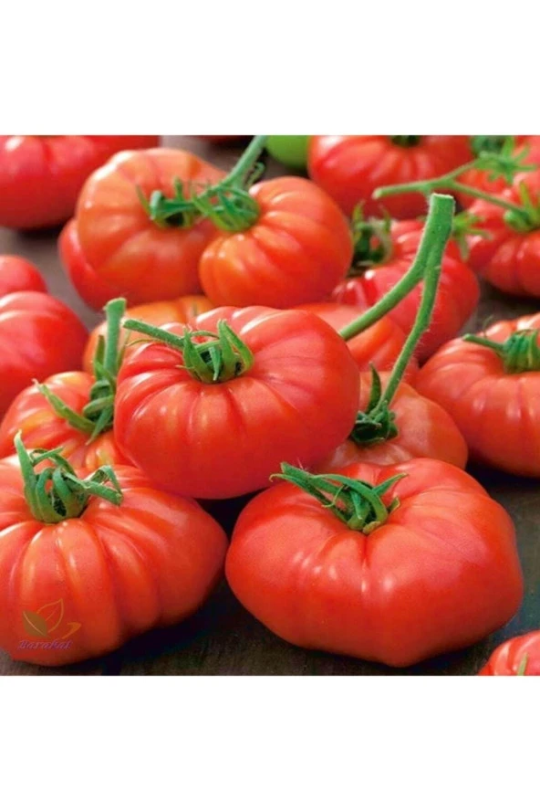 250 Adet Tohum Erkenci Iri Marmande Domates Tohumu Domates Tohumu Organik Saksı Toprak