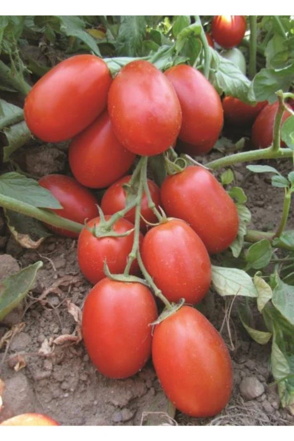 250 Adet Tohum Çerez Domates Tohumu Atıştırmalık Domates Tohumu Organik Hediye Tohumlu ürün görseli 1