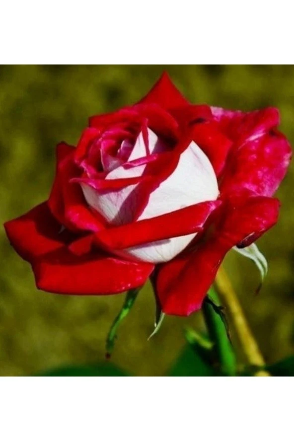 20 Adet Tohum Nadir Bulunan Kırmızı Beyaz Gül Tohumu Bahçe Gülü Saksı Toprak Sürpriz Hediye Tohum ürün görseli 1