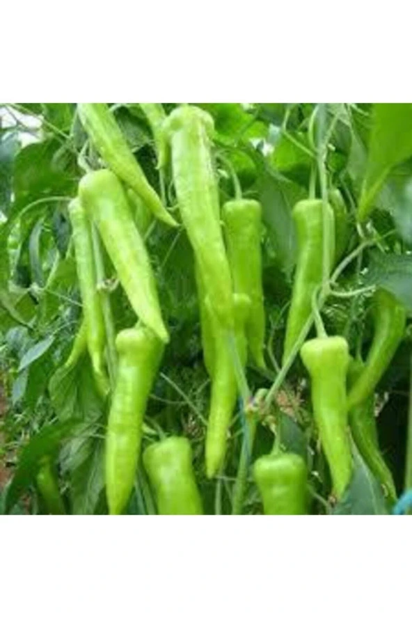 150 Adet Tohum Süper Paket Sivri Tatlı Demre Biber Tohumu Biber Tohumu Organik Köy Tohumlar Yeni ürün görseli 1