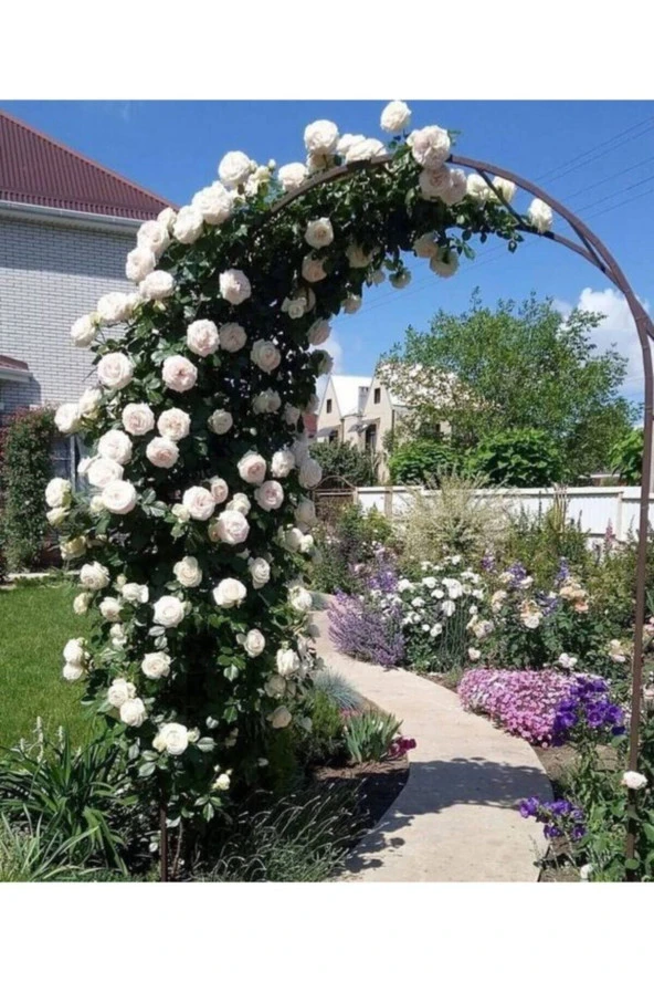 20 Adet Tohum Nadir Beyaz Sarmaşık Gül Tohumu Bahçe Gülü Organik Kaliteli Organik Bahçe Saksı Toprak ürün görseli 1