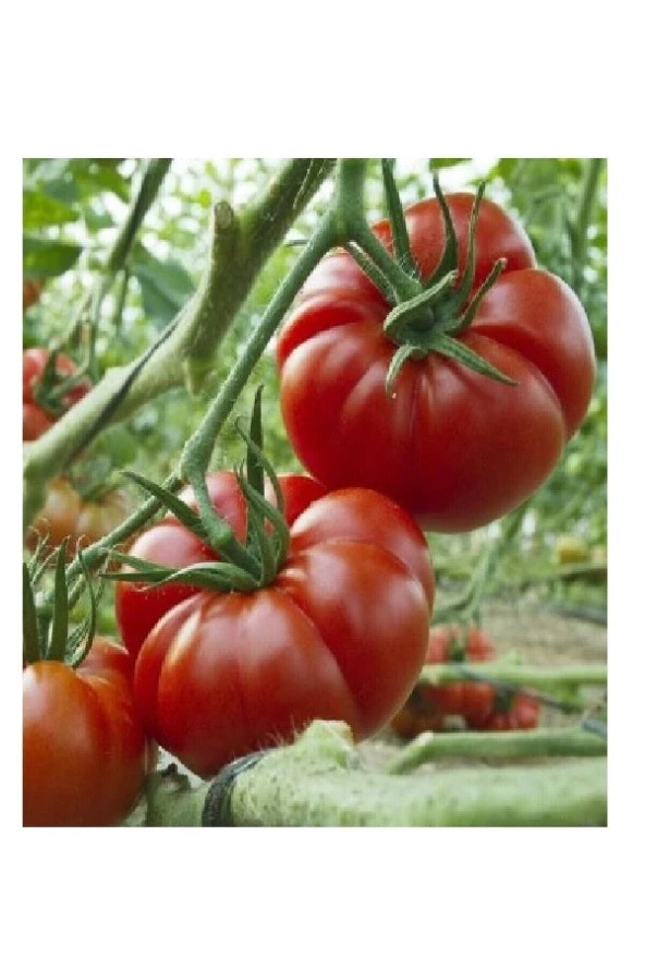 75 Adet Tohum Erkenci Iri Marmande Domates Tohumu Domates Tohumu Organik Saksı Toprak ürün görseli 1