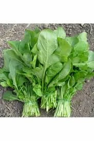 500 Adet Tohum Organik Köy Yerli Roka Tohumu Organik Saksı Toprak Sürpriz Hediyeli ürün görseli 1