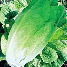 300 Adet Tohum Organik Yedikule Marul Tohumu Yedikule Marulu Göbekli Marul Sürpriz Hediye Tohumludur - Resim 2