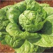 200 Adet Tohum Organik Yedikule Marul Tohumu Yedikule Marulu Göbekli Marul Sürpriz Hediye Tohumludur - Resim 2