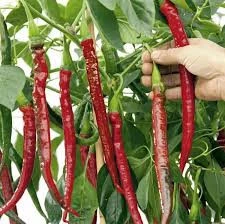 250 Adet Tohum Eko Paket Şili Biberi Tohumu Çok Acı Chili Biberi Tohumu Organik