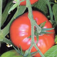 30 Adet Tohum Erkenci Iri Marmande Domates Tohumu Domates Tohumu Organik Saksı Topralı - 2