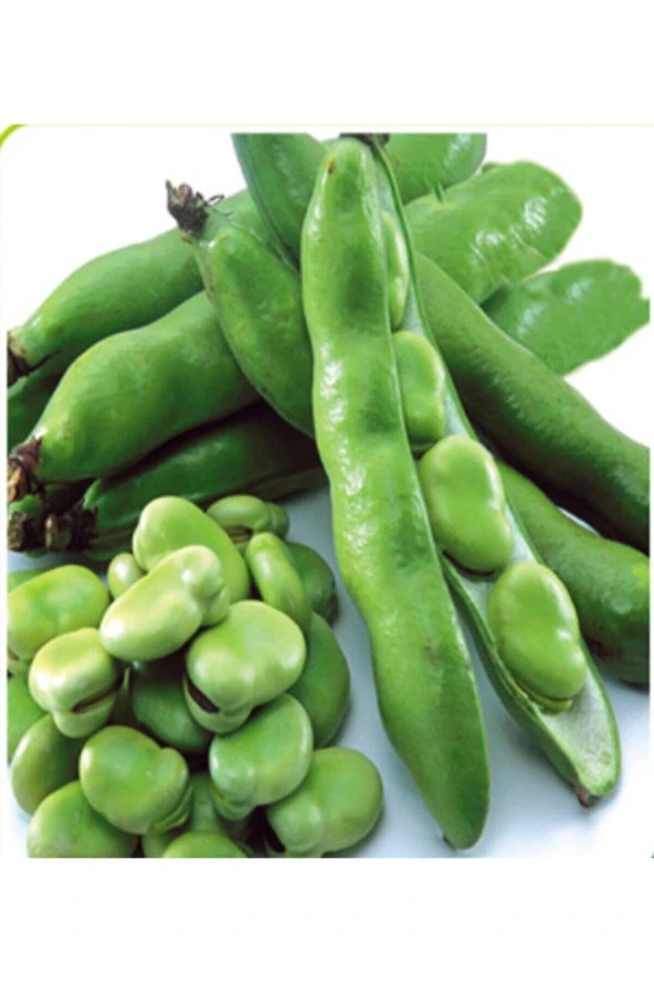 200 Adet Tohum Eko Paket Yerli Sakız Bakla Tohumu Adet Tohum Organik Köy Tohum Sürpriz Hediye Tohum ürün görseli 1