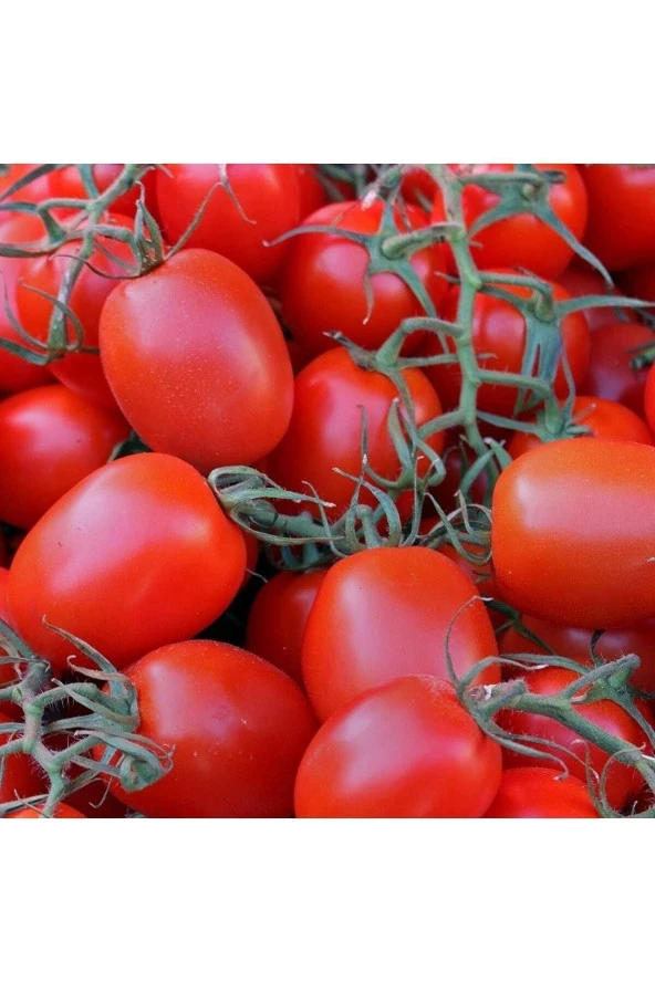 250 Adet Tohum Nadir Ithal Pinpon Pin Pon Domates Tohumu Organik Köy Tohumu Hediye Tohumlu ürün görseli 1
