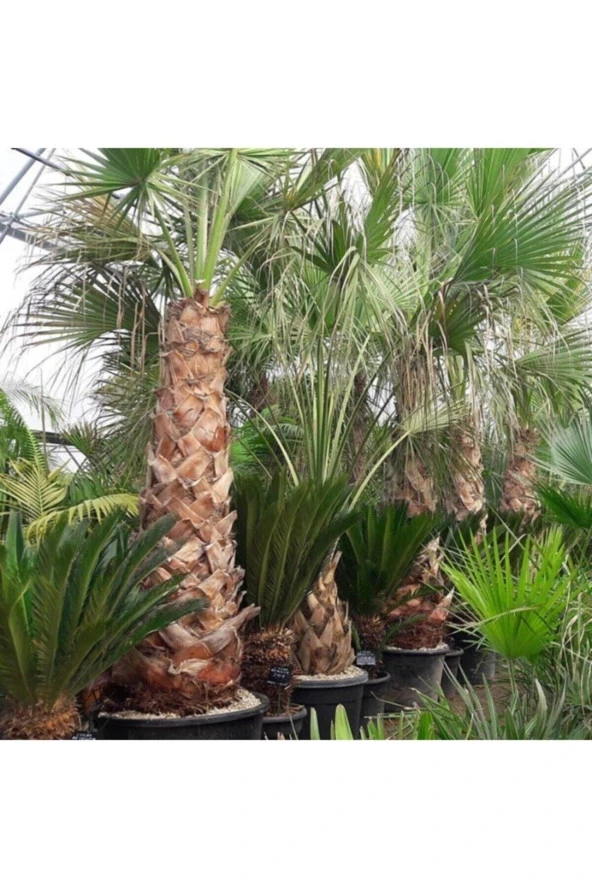 25 Adet Tohum Palmiye Ağacı Tohumu Washingtonia Filifera Süs Bitkileri Tohumları Organik Tohum