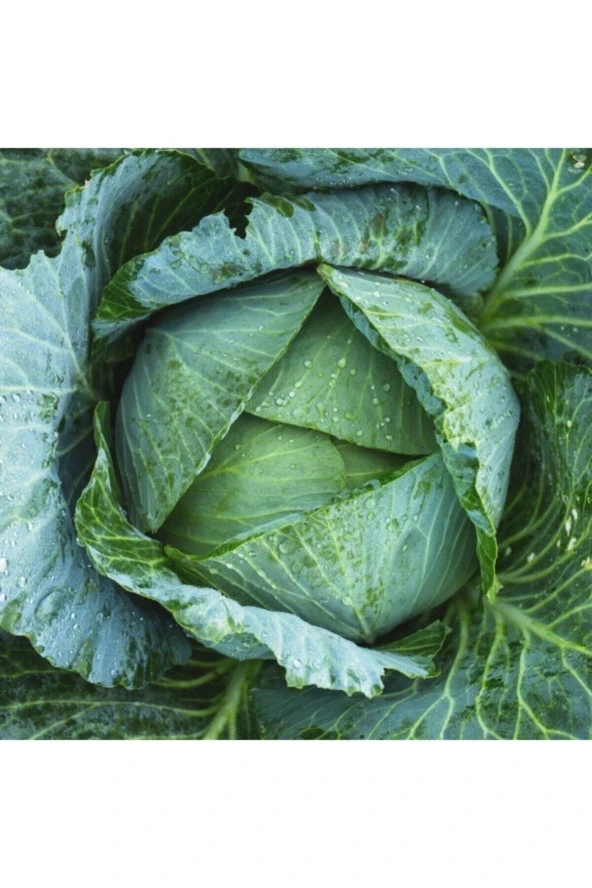 100 Adet Tohum Yerli Karadeniz Lahana Tohumu Kara Lahana Tohumu Sürpriz Hediye Tohumludur ürün görseli 1