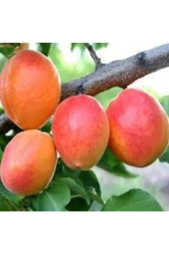 2 Adet Tohum Şekerpare Kayısı Bodur Bonsai Ağaç Tohumu Saksı Toprak ürün görseli 1