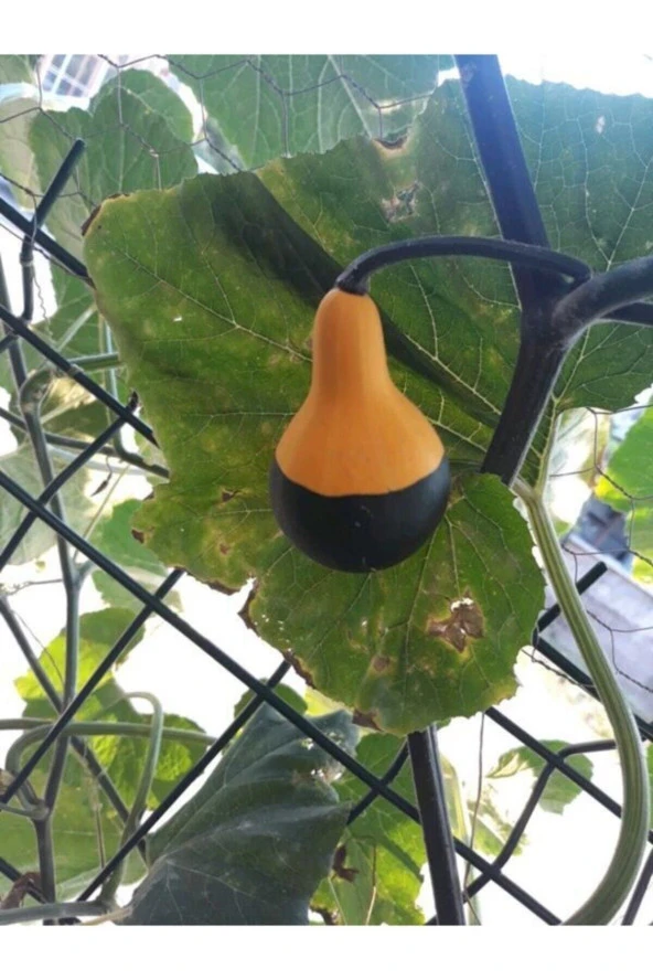 5 Adet Nadir Siyah Sarı Kabak Yeni Tohum Tropikal Süs Kabağı Tohumu Saksı Toprak Hediyemiz