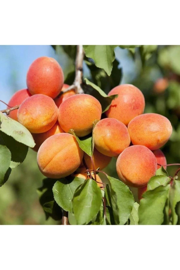 1 Adet Tohum Şekerpare Kayısı Bodur Bonsai Ağaç Tohumu Sürpriz Hediye Tohumludur ürün görseli 1