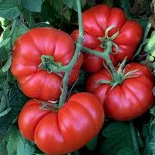 200 Adet Tohum Erkenci Iri Marmande Domates Tohumu Domates Tohumu Saksı Toprak Hediyemizdir