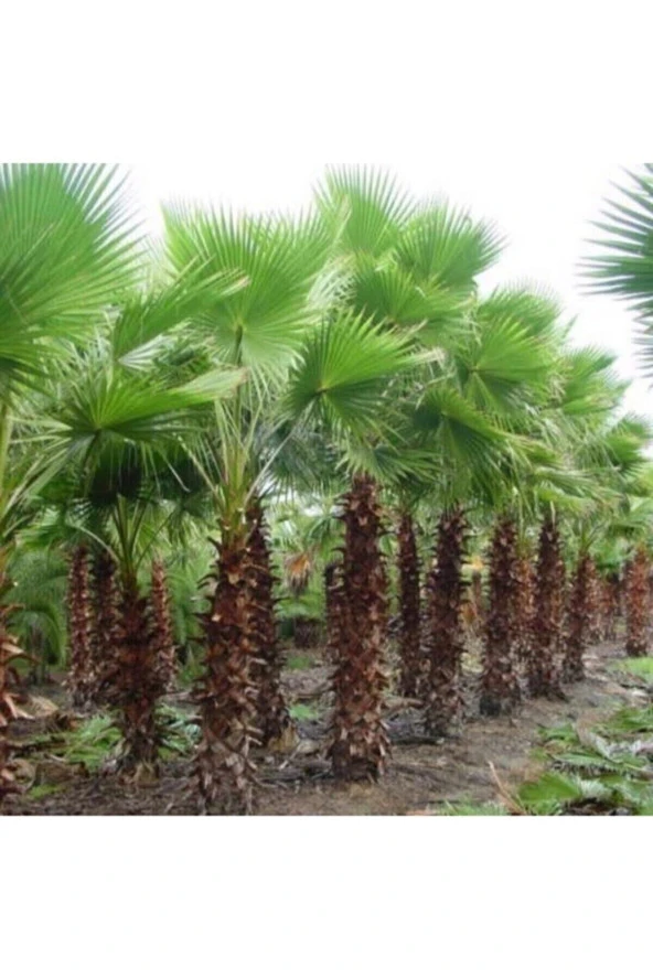 1 Adet Nadir Bulunan Liviston Palmiye Ağaç Tohumu Geniş Yapraklı Nadide Ağaç Sürpriz Hediye Tohumlu ürün görseli 1