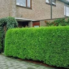 50 Adet Tohum Çit Mazı Tohumu Çit Mazısı Tohumu Mazı Fidan Tohumu Saksı Toprak Hediyemizdir - 2