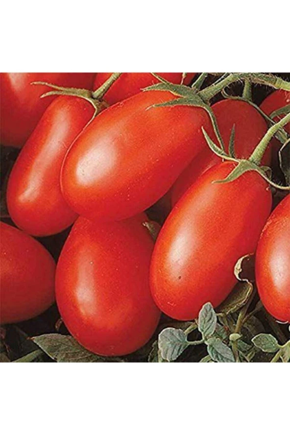 50 Adet Tohum Çerez Domates Tohumu Atıştırmalık Domates Tohumu Saksı Toprak Hediyemizdir ürün görseli 1