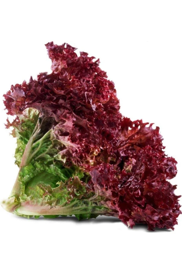 200 Adet Tohum Organik Bahçe Marul Tohumu Kıvırcık Lolorosso Sürpriz Hediye Tohumludur ürün görseli 1