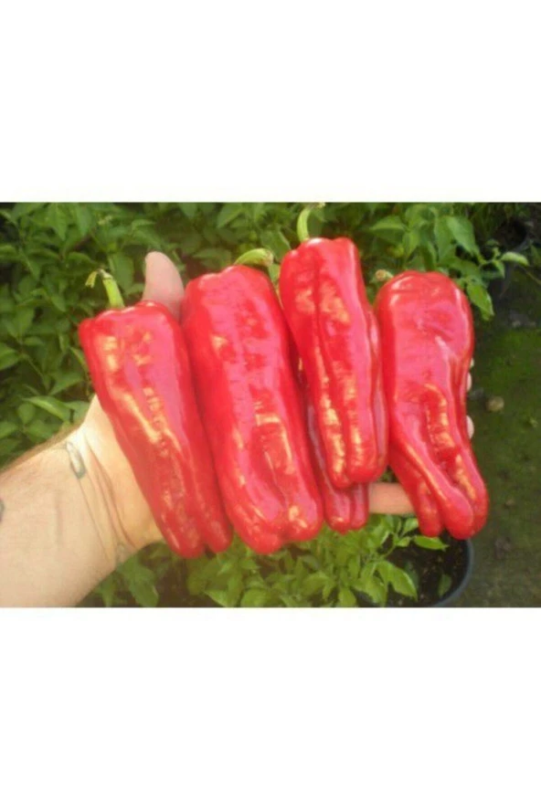 100 Adet Tohum Organik Orjinal Çok Acı Urfa Isot Biberi Tohumu Biber Tohumu Saksı Toprak Hediyemiz ürün görseli 1