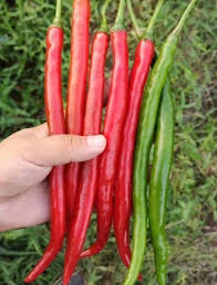 200 Adet Tohum Eko Paket Şili Biberi Tohumu Çok Acı Chili Biberi Tohumu Sürpriz Hediye Sebze Tohumu ürün görseli 1