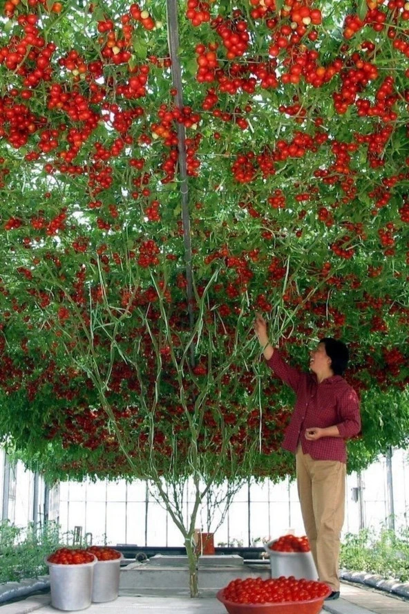 30 Adet Tohum Nadir Organik Italyan Domates Ağacı Tohumu Domates Tohumu Saksı Toprak Hediyemizdir ürün görseli 1