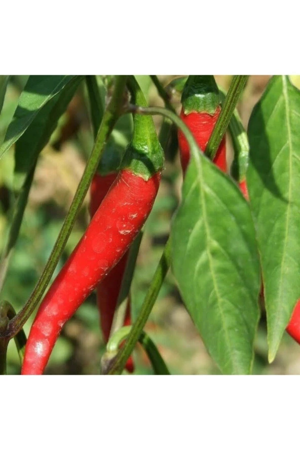 50 Adet Tohum Organik Orjinal Acı Samandağ Biberi Tohumu Sürpriz Hediye Sebze Tohumludur ürün görseli 1