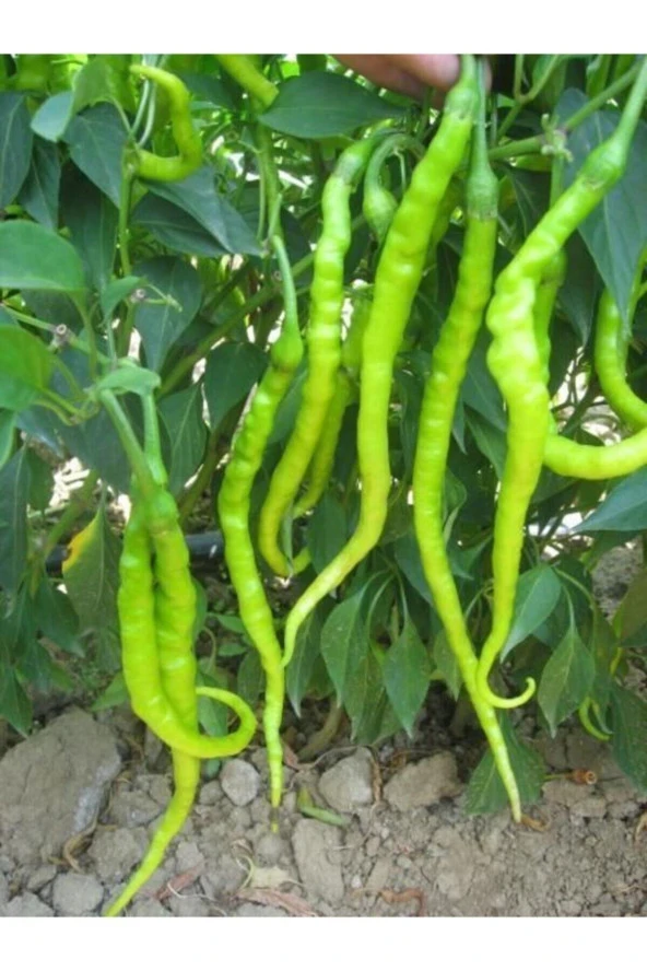 30 Adet Tohum Acı Organik Köy Sivri Kıl Biber Tohumu Kıl Biberi Tohumu Sürpriz Hediye Tohum ürün görseli 1