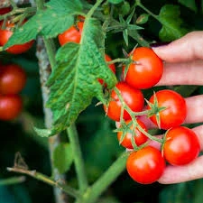 50 Adet Tohum Organik Köy Cherry Çeri Domates Tohumu Saksılık Sürpriz Hediye Tohumludur